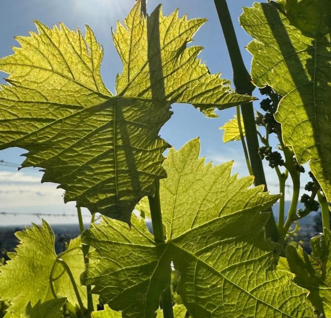 Agriturismo Cascina Cipressa San Romano  Hotel San Romano (Pisa)